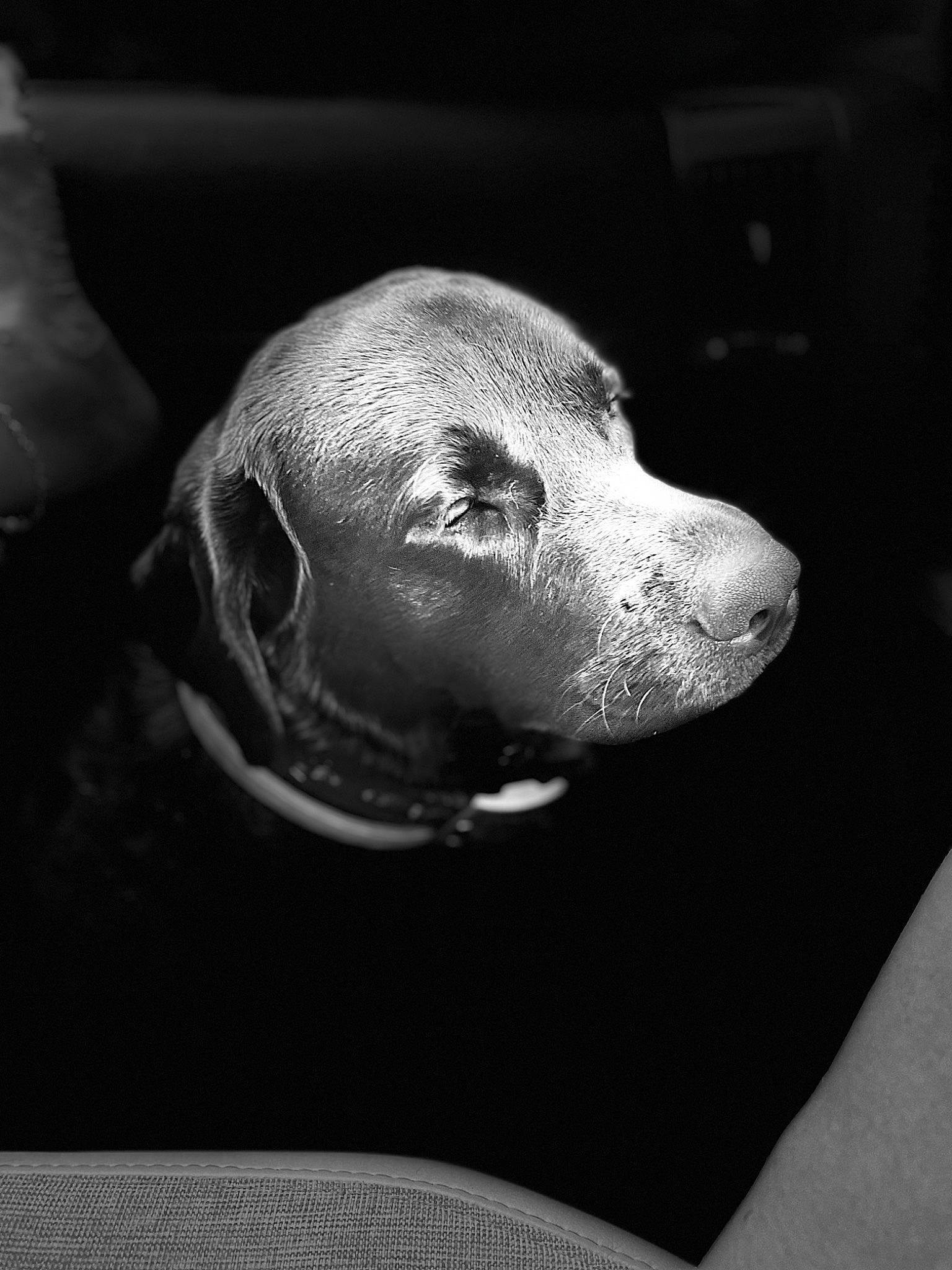 Oscar a rejoint le concours — aidez-le/la à gagner de superbes lots ! canidae, carnivore, darkness, dog, dog_breed, ear, eye, fur, grey, head, human_body, jaw, monochrome, monochrome_photography, snout, sporting_group, style, terrestrial_animal, whiskers, working_animal