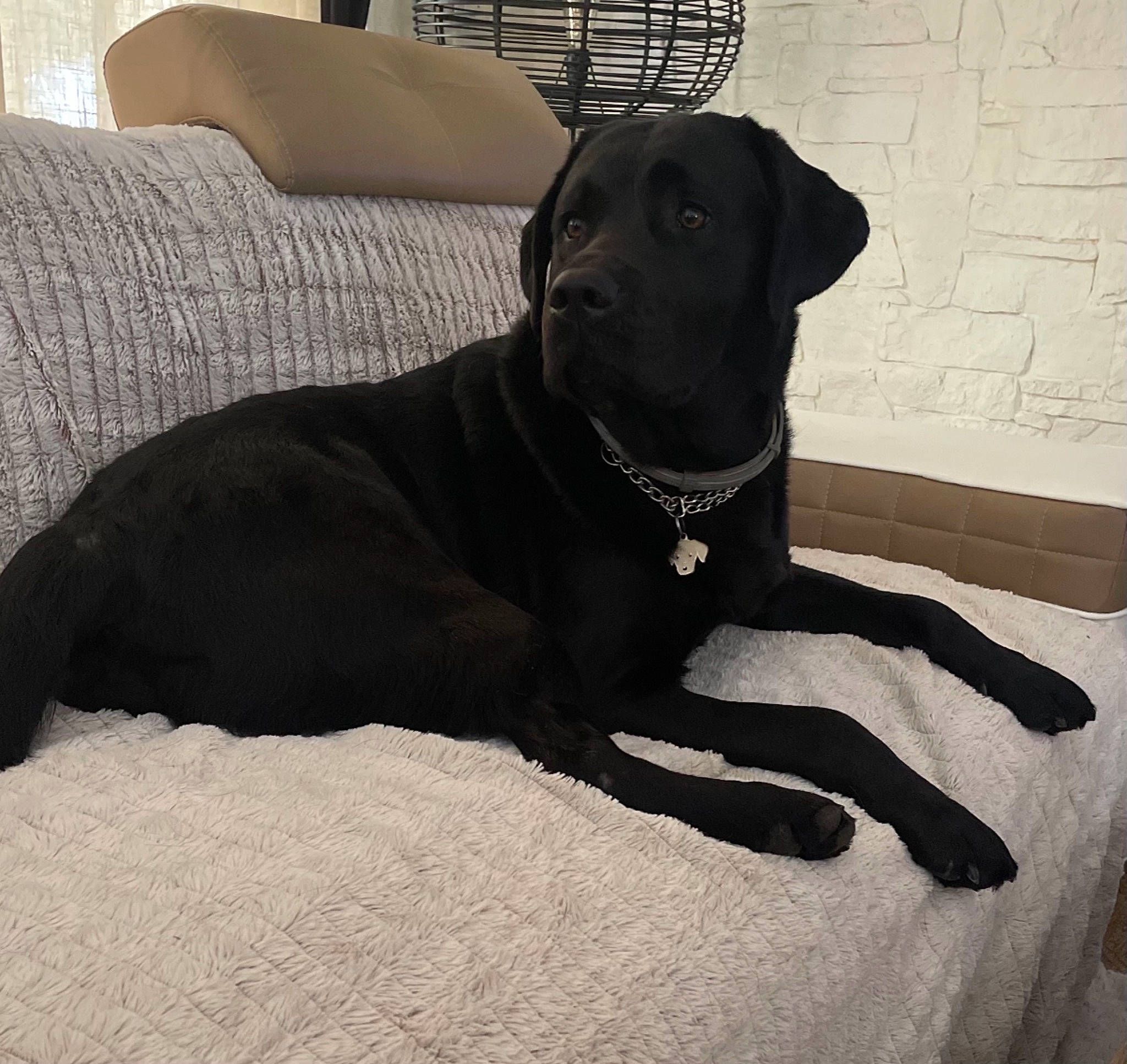 Oscar participe au concours pour gagner de l'argent avec cette photo : carnivore, chair, collar, comfort, companion_dog, couch, dog, dog_breed, dog_collar, dog_supply, fawn, fur, grey, liver, pet_supply, snout, sporting_group, tail, whiskers, working_animal