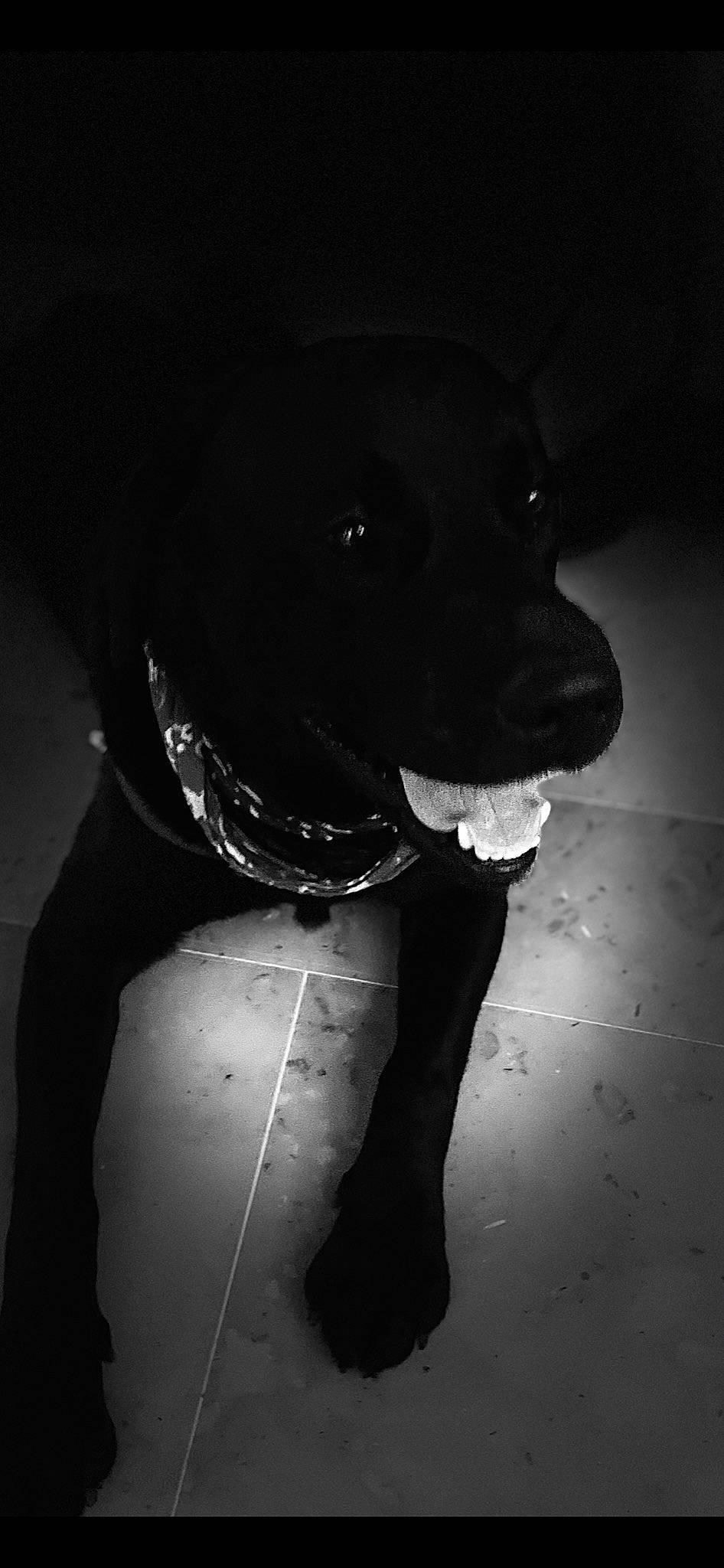 Oscar a rejoint le concours — aidez-le/la à gagner de superbes lots ! black_and_white, carnivore, collar, companion_dog, darkness, dog, dog_breed, dog_collar, flash_photography, fur, human_body, human_leg, monochrome, monochrome_photography, personal_protective_equipment, snout, sporting_group, style, tints_and_shades, working_animal