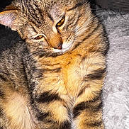 Ini a rejoint le concours — aidez-le/la à gagner de superbes lots ! cat, tabby, tabby_cat, fur, whiskers, amber_eyes, sleepy, close_up, portrait, pet, indoor, blanket, bedding, cozy, stripes, ears, paws, soft_texture, flash_lighting, relaxed