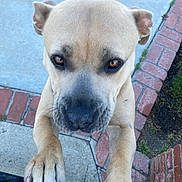 Pearl is registered to the contest to win money with this photo: dog, canine, pet, animal, close_up, paws, outdoor, sidewalk, brick, grass, tan_coat, curious, ears, face, brown_eyes, snout, claws, looking_up, daylight, nature