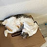 cat, feline, pet, cardboard_box, indoor, relaxed, white_fur, tabby, playful, floor, wall, paws, belly, cute, domestic_animal, animal, household, fur, resting, toy