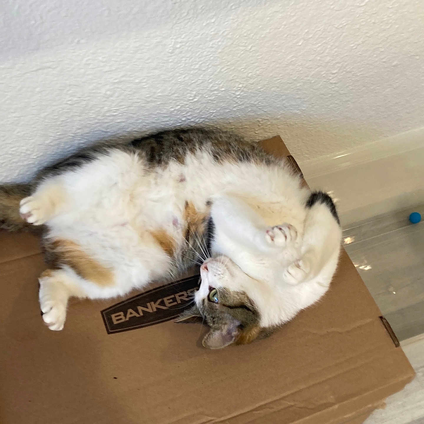 Hope is registered to the contest to win money with this photo: cat, feline, pet, cardboard_box, indoor, relaxed, white_fur, tabby, playful, floor, wall, paws, belly, cute, domestic_animal, animal, household, fur, resting, toy