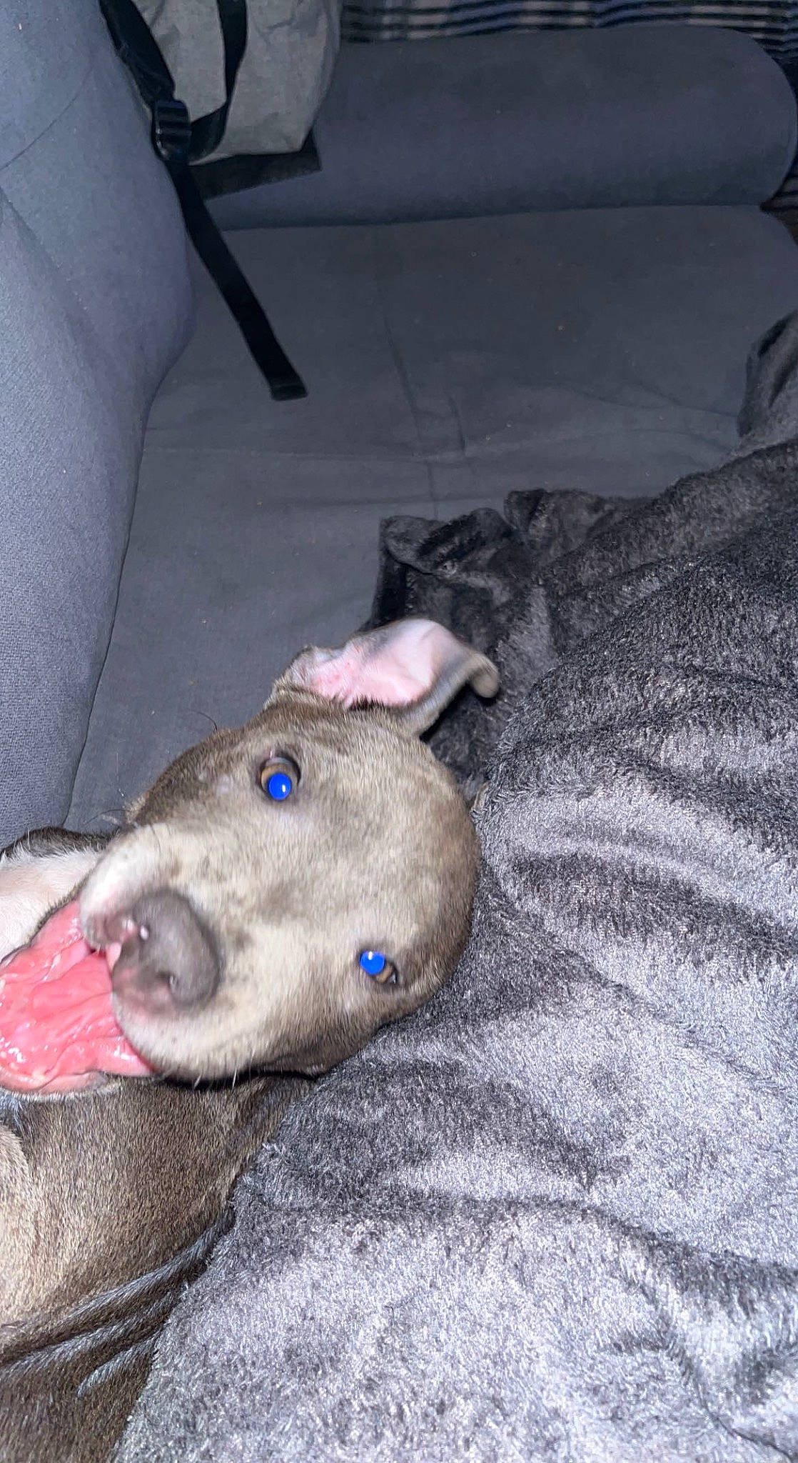 Loki a rejoint le concours — aidez-le/la à gagner de superbes lots ! comfort, companion_dog, dog, dog_breed, flooring, foot, fur, grey, jaw, non_sporting_group, snout, terrestrial_animal, whiskers, working_animal