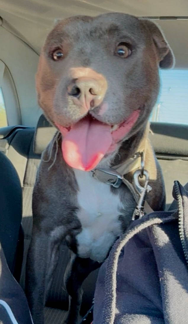 Loki a rejoint le concours — aidez-le/la à gagner de superbes lots ! canidae, carnivore, collar, companion_dog, dog, dog_breed, dog_collar, fawn, fur, jaw, liver, non_sporting_group, pet_supply, photography, snout, sporting_group, terrestrial_animal, whiskers, working_animal