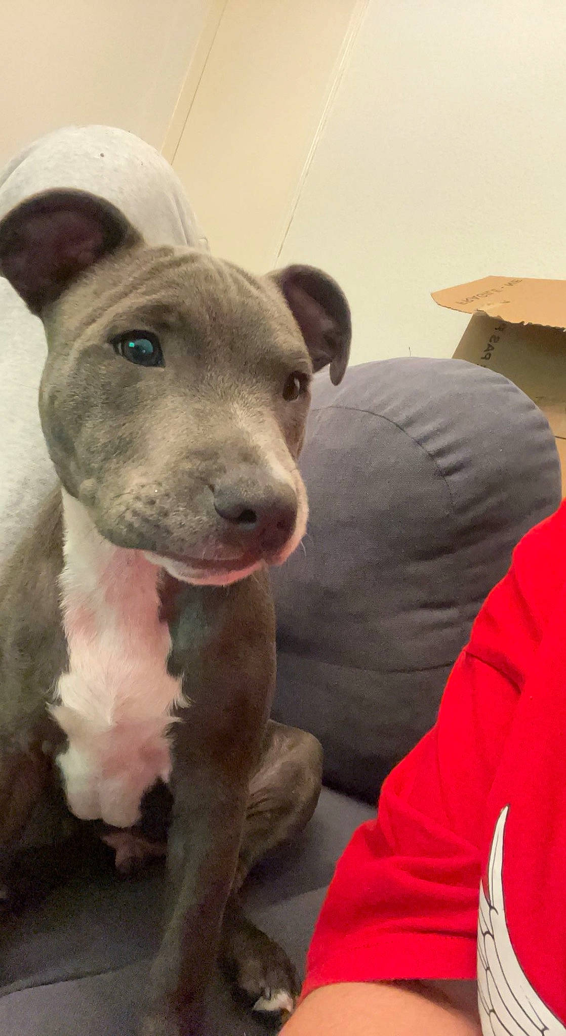 Loki a rejoint le concours — aidez-le/la à gagner de superbes lots ! bull_and_terrier, bull_terrier, canidae, carnivore, companion_dog, dog, dog_breed, fawn, non_sporting_group, snout, sporting_group, terrestrial_animal, whiskers, working_animal