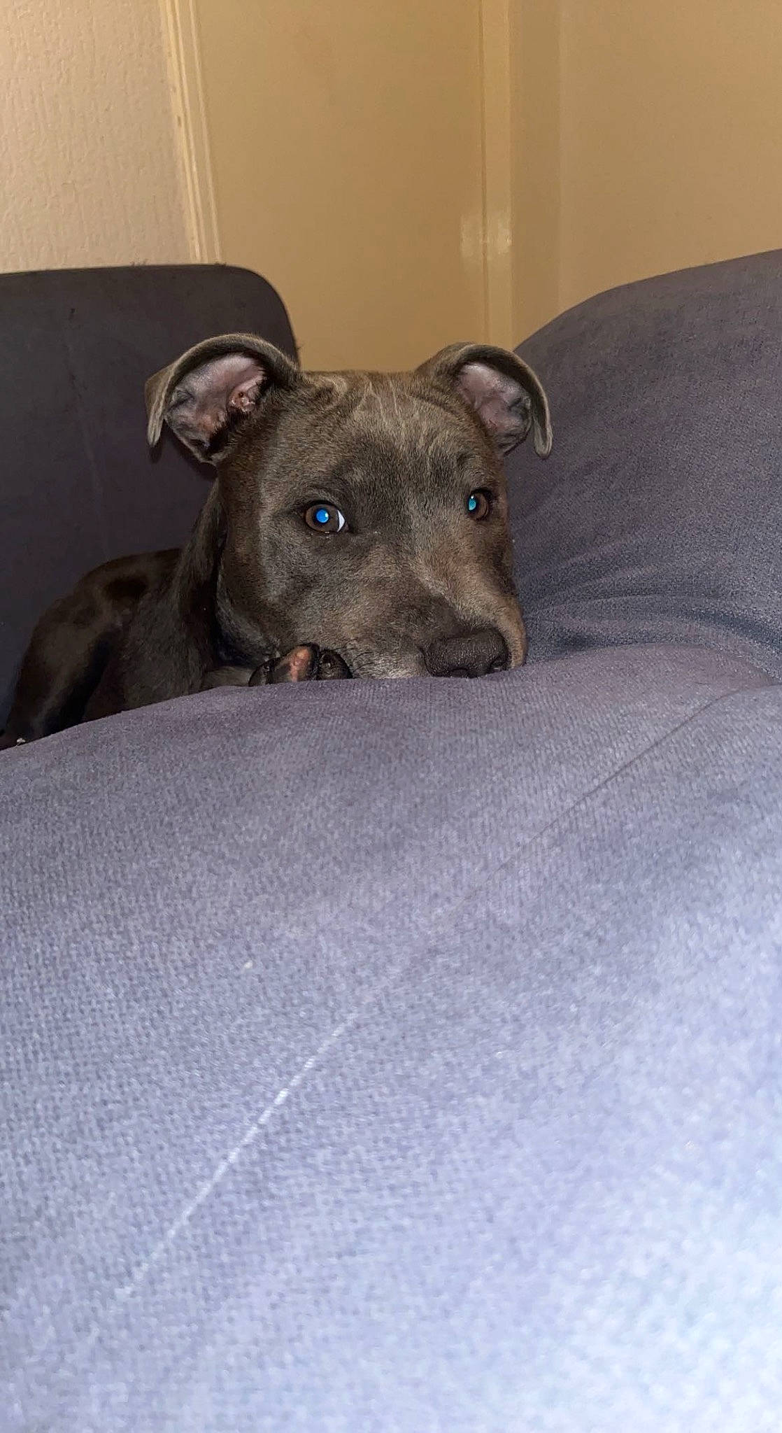 Loki participe au concours pour gagner de l'argent avec cette photo : canidae, carnivore, comfort, companion_dog, dog, dog_breed, dog_supply, fawn, fur, non_sporting_group, puppy, snout, sporting_group, terrestrial_animal, whiskers, working_animal