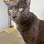 Smoky participe au concours pour gagner de l'argent avec cette photo : cat, gray_cat, yellow_eyes, pet, feline, close_up, indoor, fur, whiskers, ears, animal, curious, sitting, domestic_cat, soft_focus, cat_tree, beige_surface, portrait, household, companion