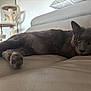 Smoky participe au concours pour gagner de l'argent avec cette photo : cat, gray_cat, leather_couch, indoor, relaxed, feline, pet, cat_tree, furniture, home, cozy, animal, resting, whiskers, paw, ears, yellow_eyes, closeup, domestic_cat, lazy