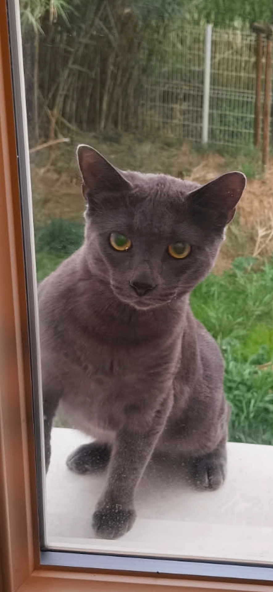 Smoky a rejoint le concours — aidez-le/la à gagner de superbes lots ! cat, gray_cat, animal, pet, window, glass, outdoor, garden, greenery, fence, curious, sitting, closeup, yellow_eyes, fur, whiskers, portrait, nature, daylight, domestic_animal