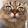 Nuage participe au concours pour gagner de l'argent avec cette photo : cat, close_up, green_eyes, whiskers, fluffy, fur, pet, animal, cute, face, portrait, indoor, soft_light, tabby, domestic_cat, feline, focus, nose, muzzle, curious