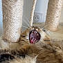 Nuage participe au concours pour gagner de l'argent avec cette photo : cat, yawning, fluffy, scratching_post, fur, tongue, teeth, indoor, pet, animal, relaxed, close_up, whiskers, sleepy, feline, cozy, home, resting, playful, cute