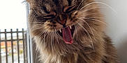 Nuage a rejoint le concours — aidez-le/la à gagner de superbes lots ! abyssinian, animal, architecture, bodypart, building, cat, chair, couch, cushion, furniture, homedecor, indoors, kitten, livingroom, manx, mouth, person, pet, room, tongue