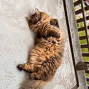 Nuage participe au concours pour gagner de l'argent avec cette photo : cat, fluffy, long_hair, wide_eyes, lying_down, curious, tail, balcony, concrete, outdoor, pet, feline, whiskers, paws, relaxed, fur, animal, mammal, domestic, cute
