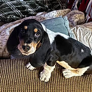 Blue is registered to the contest to win money with this photo: puppy, basset_hound, dog, couch, blanket, pillow, indoor, pet, fur, black_and_white, brown, cute, animal, cozy, small_dog, looking_up, texture, home, resting, soft