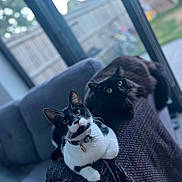 Boris is registered to the contest to win money with this photo: cat, black_and_white_cat, black_cat, pets, indoor, couch, blanket, furniture, relaxing, curious, whiskers, collar, bell, domestic_animal, mammal, window, daylight, home, cozy, fur