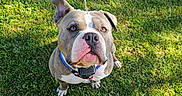 Saiko a rejoint le concours — aidez-le/la à gagner de superbes lots ! dog, bulldog, pet, grass, outdoor, sitting, portrait, collar, leash, blue_collar, short_hair, brindle, white_markings, face, eyes, nose, ears, paws, sunlight, lawn