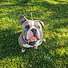 dog, bulldog, pet, grass, outdoor, sitting, portrait, collar, leash, blue_collar, short_hair, brindle, white_markings, face, eyes, nose, ears, paws, sunlight, lawn