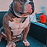 Saiko participe au concours pour gagner de l'argent avec cette photo : dog, bulldog, pet, canine, sitting, portrait, outdoor, patio, chair, wicker, furniture, collar, brown_and_white, short_hair, large_dog, alert, serious, animal, home, gas_cylinder