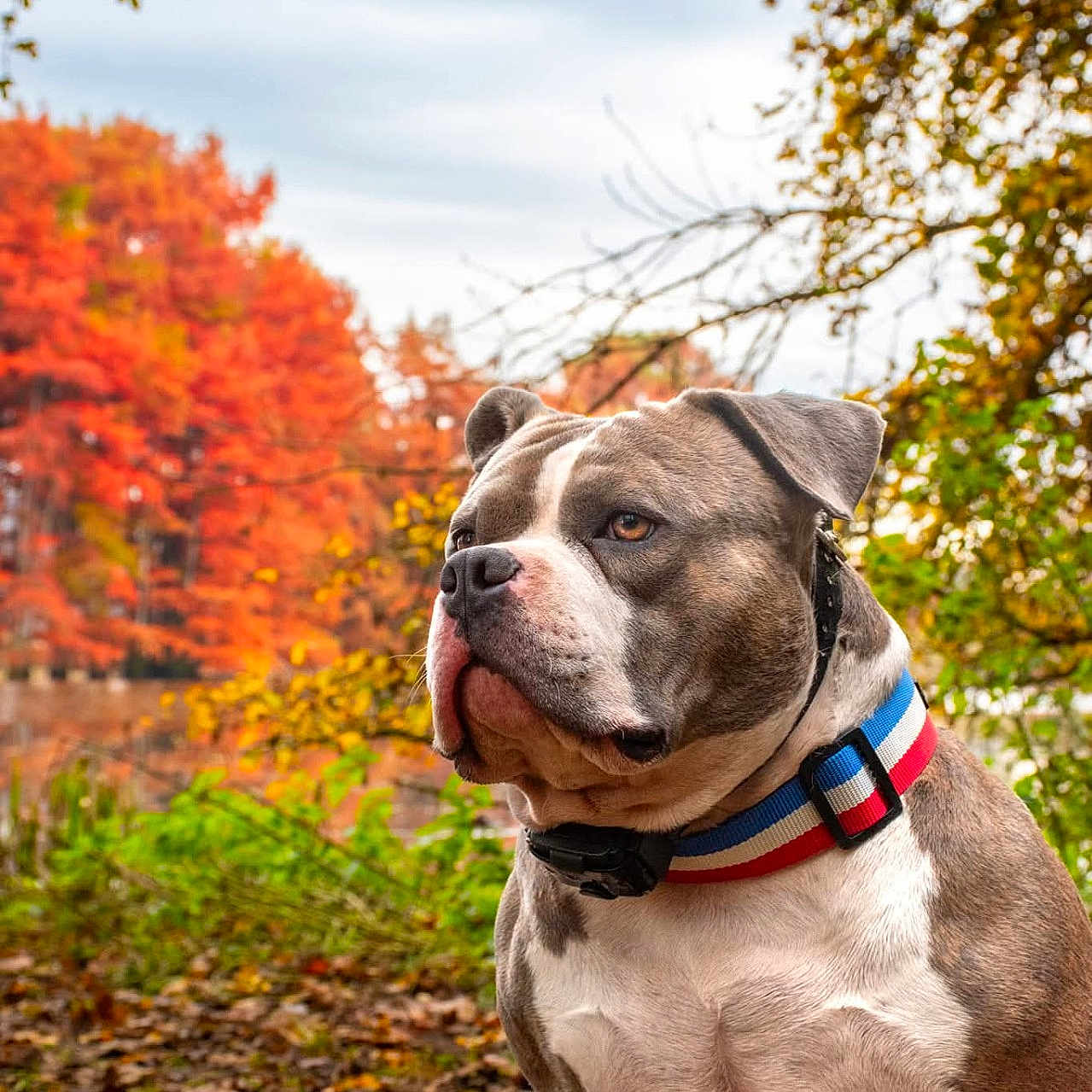 Saiko a rejoint le concours — aidez-le/la à gagner de superbes lots ! dog, canine, pet, portrait, outdoor, autumn, fall, trees, foliage, leaves, nature, park, sitting, collar, striped_collar, brown_and_white, short_hair, close_up, animal, landscape