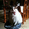 Fripounet participe au concours pour gagner de l'argent avec cette photo :