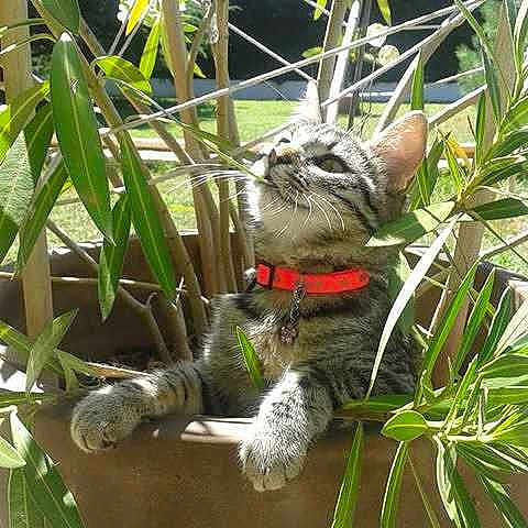 Lola
