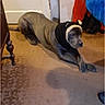 dog, indoor, carpet, person, hat, blue_jacket, floor, room, furniture_leg, door, brown_carpet, knit_hat, pet, animal, resting, casual, leaning, warm_lighting, cozy, home