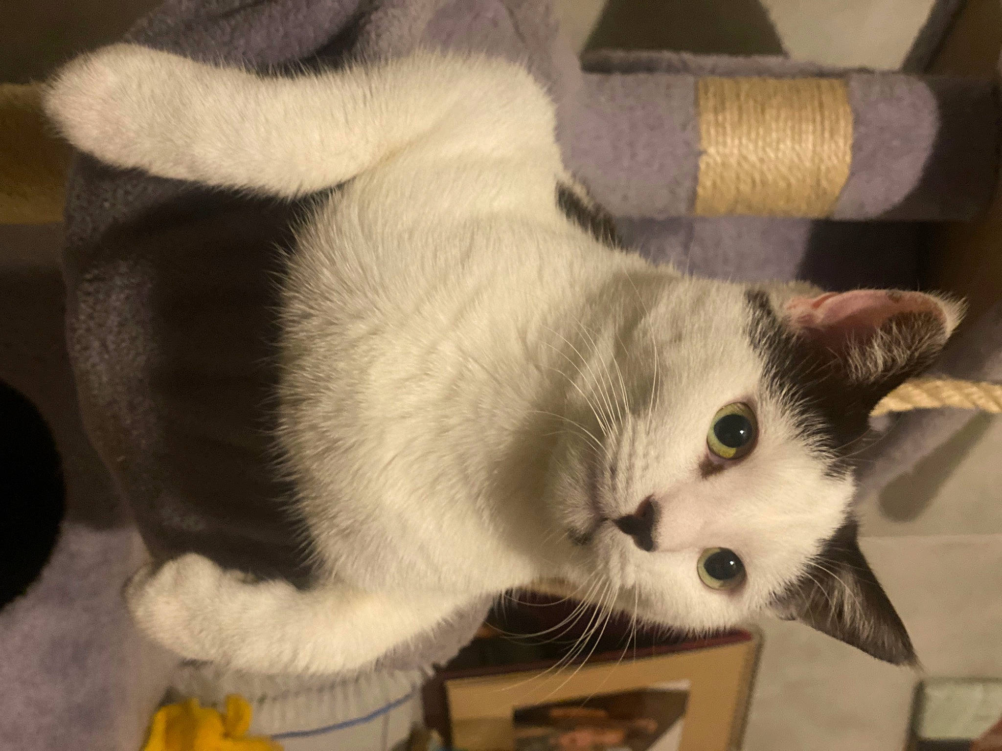 Tobias a rejoint le concours — aidez-le/la à gagner de superbes lots ! carnivore, cat, cat_supply, claw, comfort, domestic_short_haired_cat, fawn, felidae, fur, paw, small_to_medium_sized_cats, snout, tail, whiskers