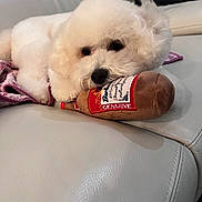 Whiskey joined the competition — help win amazing prizes! dog, white, fluffy, plush_toy, couch, leather, indoor, pet, relaxed, cute, animal, toy, lying_down, cozy, soft, mammal, domestic, nose, face, resting