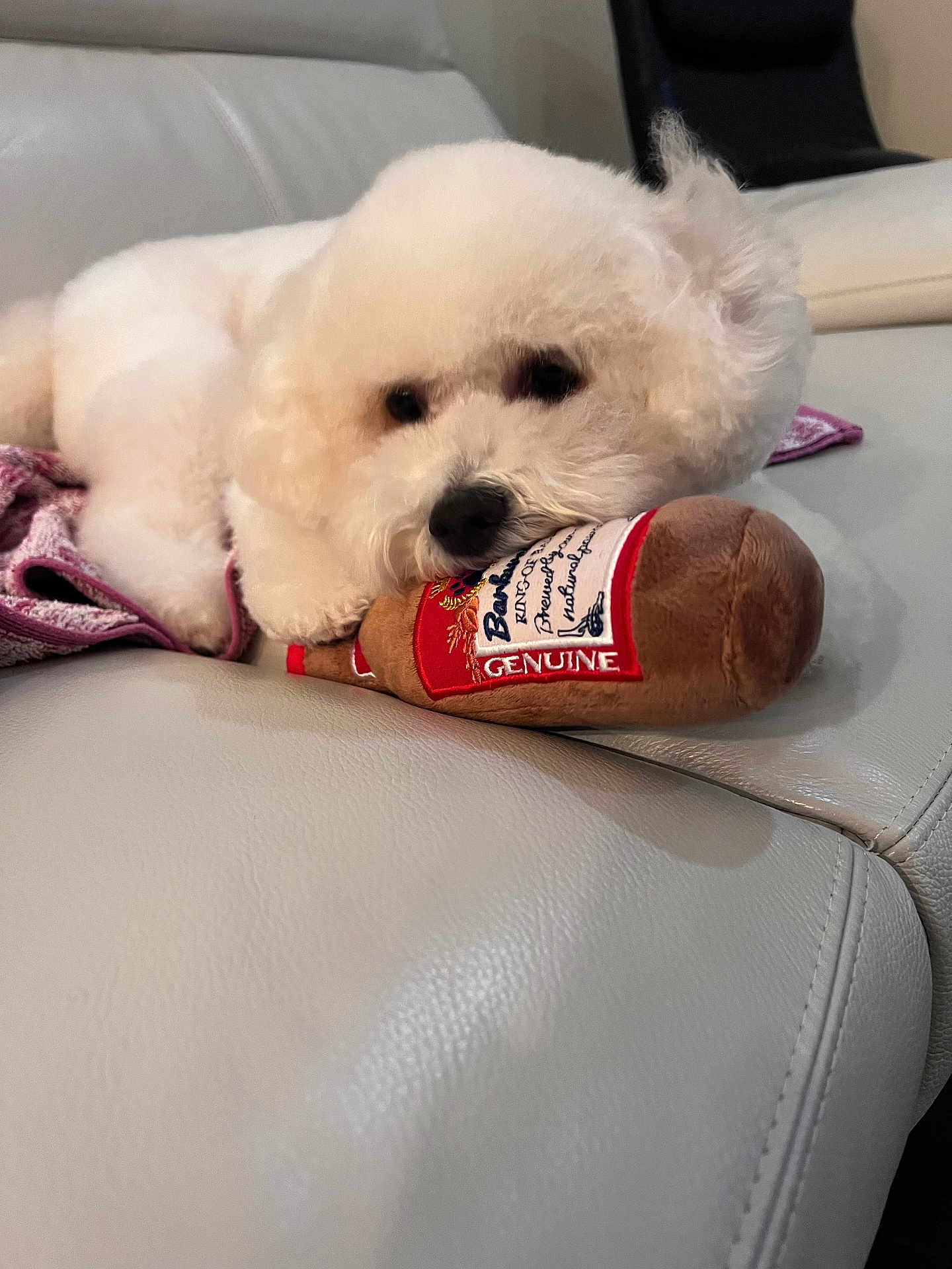 Whiskey joined the competition — help win amazing prizes! dog, white, fluffy, plush_toy, couch, leather, indoor, pet, relaxed, cute, animal, toy, lying_down, cozy, soft, mammal, domestic, nose, face, resting