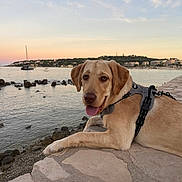 Enzo is registered to the contest to win money with this photo: animal, dog, harbor, harness, labrador, landscape, lying_down, outdoor, pet, portrait, rocks, sailboat, seaside, shoreline, sky, stone_pavement, sunset, tongue_out, water, waterfront