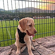 Enzo participe au concours pour gagner de l'argent avec cette photo : dog, puppy, golden_retriever, pet, animal, sitting, harness, leash, outdoor, sunset, scenic, soccer_field, sports_field, fence, stone_wall, mountains, hillside, houses, green_grass, portrait