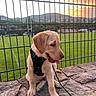 dog, puppy, golden_retriever, pet, animal, sitting, harness, leash, outdoor, sunset, scenic, soccer_field, sports_field, fence, stone_wall, mountains, hillside, houses, green_grass, portrait