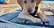 Enzo participe au concours pour gagner de l'argent avec cette photo : puppy, dog, labrador, brown_fur, floppy_ears, blue_eyes, paws, harness, pet, animal, portrait, close_up, outdoor, lakeside, lake, dock, water, sunny, person, nature