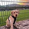 Enzo participe au concours pour gagner de l'argent avec cette photo : dog, puppy, labrador, sitting, harness, leash, portrait, outdoor, sunset, stadium, sports_field, fence, mountains, hills, landscape, grass, stone, canine, pet, animal
