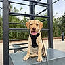 dog, puppy, golden_retriever, sitting, happy, smiling, tongue_out, outdoor, park, exercise_area, bench, harness, leash, metal_structure, railings, plants, reeds, greenery, portrait, pet