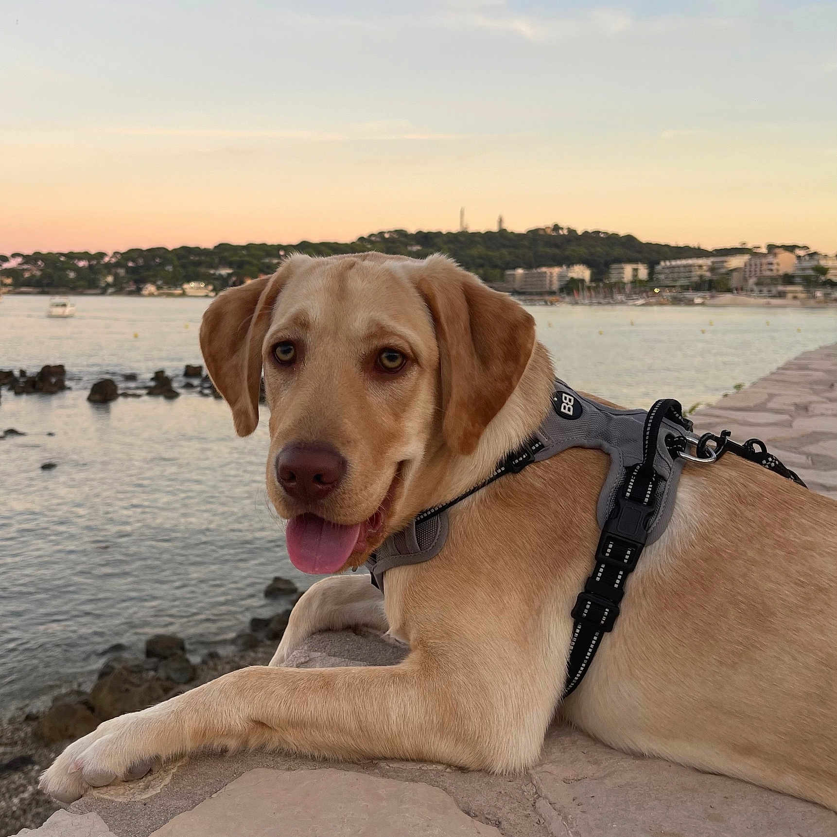Enzo a rejoint le concours — aidez-le/la à gagner de superbes lots ! dog, labrador, golden_dog, pet, canine, harness, tongue_out, sitting, lying_down, portrait, outdoor, waterfront, seaside, bay, sunset, sky, water, rocks, buildings, travel