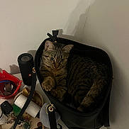 Avril a rejoint le concours — aidez-le/la à gagner de superbes lots ! black_bag, cat, clutter, cozy, curious, domestic, feline, fur, handbag, heart_shaped_tray, indoor, keys, looking, pet, red_container, small_objects, speaker, tabby_cat, table, whiskers