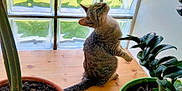 Avril a rejoint le concours — aidez-le/la à gagner de superbes lots ! animal, cat, curious, domestic, feline, green_leaf, home, houseplant, indoor, leaf, looking_up, nature, pet, plant, potted_plant, sitting, sunlight, tabby, window, wooden_surface