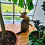 Avril a rejoint le concours — aidez-le/la à gagner de superbes lots ! cat, tabby, plant, potted_plant, green_leaf, window, wooden_surface, indoor, curious, pet, feline, nature, leaf, houseplant, home, animal, domestic, sitting, looking_up, sunlight