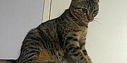 Avril a rejoint le concours — aidez-le/la à gagner de superbes lots ! cat, tabby, pet, animal, feline, curious, sitting, striped, indoor, wall, fabric, pattern, cute, whiskers, ears, tail, young, alert, household, domestic
