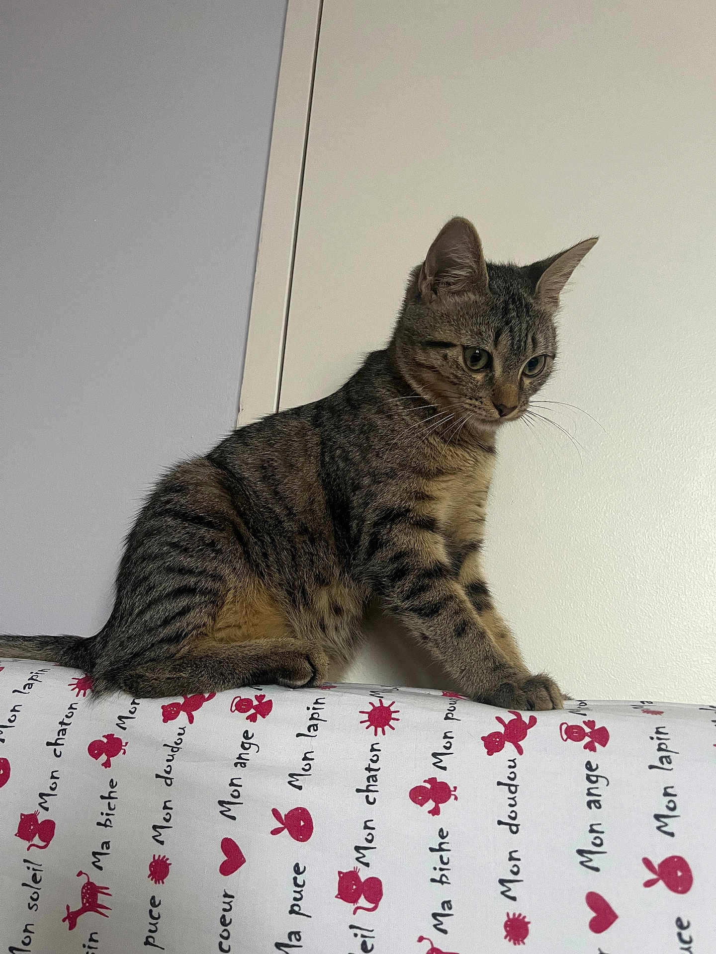 Avril a rejoint le concours — aidez-le/la à gagner de superbes lots ! cat, tabby, pet, animal, feline, curious, sitting, striped, indoor, wall, fabric, pattern, cute, whiskers, ears, tail, young, alert, household, domestic