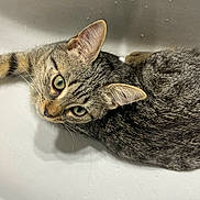 Avril a rejoint le concours — aidez-le/la à gagner de superbes lots ! cat, tabby, sink, green_eyes, pet, indoor, animal, feline, curious, fur, whiskers, ears, closeup, bathroom, domestic, cute, resting, looking_up, water_faucet, household