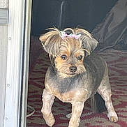 Angel is registered to the contest to win money with this photo: dog, small_dog, groomed, bow, pet, indoor, doorway, carpet, fur, animal, cute, standing, alert, brown, black, eyes, ears, paw, companion, domestic_animal