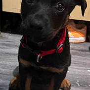 Knox joined the competition — help win amazing prizes! puppy, dog, pet, collar, floor, wooden_floor, indoor, black_dog, brown_paws, young_dog, cute, animal, looking_up, sitting, shiny_eyes, curious, domestic, companion, red_collar, cabinet