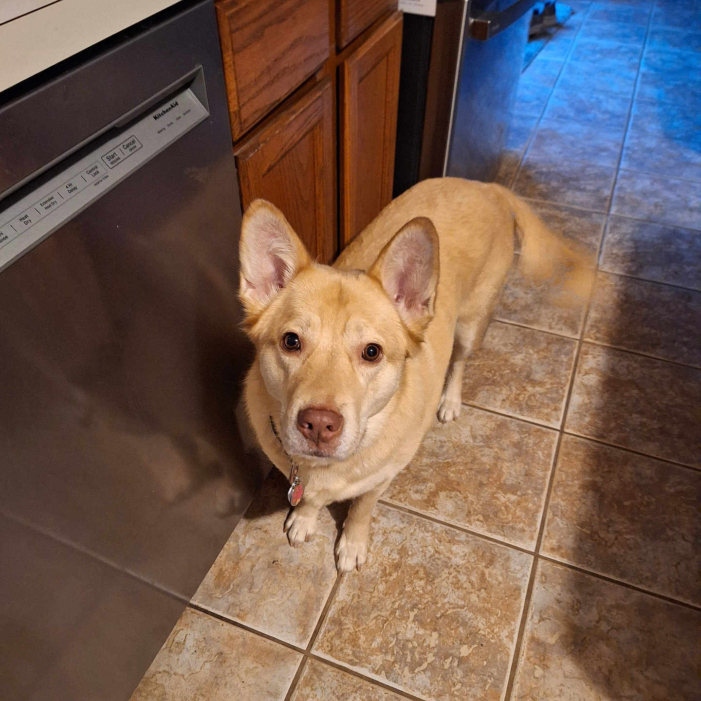 Whiskey Boo joined the competition — help win amazing prizes! brown_tiles, cabinet, canine, collar, countertop, curious, dishwasher, dog, floor, id_tag, indoor, kitchen, looking_up, paws, pet, portrait, refrigerator, tail, tile_floor, tiles
