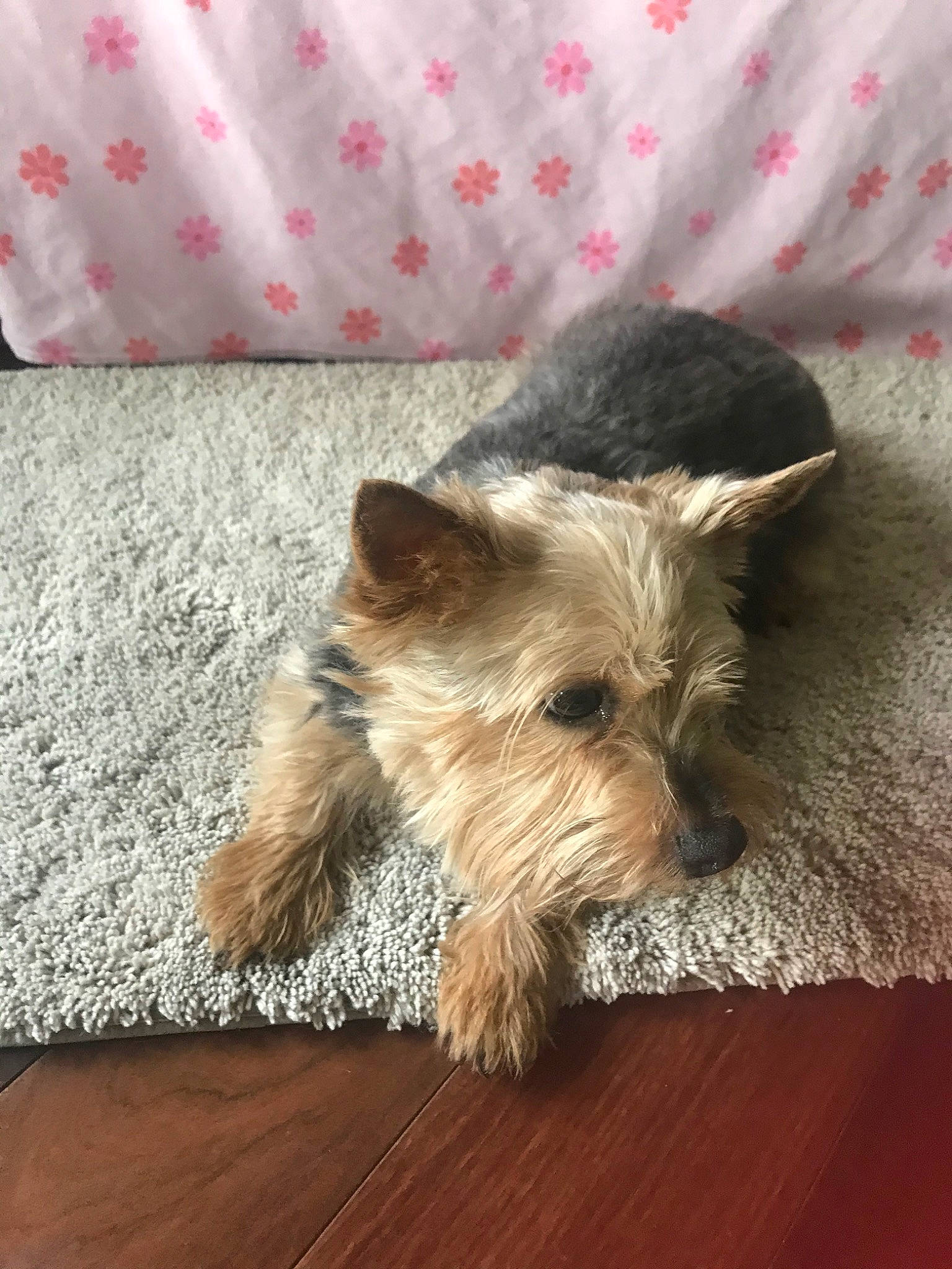 Pip joined the competition — help win amazing prizes! biewer_terrier, canidae, carnivore, companion_dog, dog, dog_breed, glen_of_imaal_terrier, maltepoo, mammal, morkie, norwich_terrier, puppy, rare_breed_dog, skin, small_terrier, snout, terrier, toy_dog, vertebrate, yorkshire_terrier