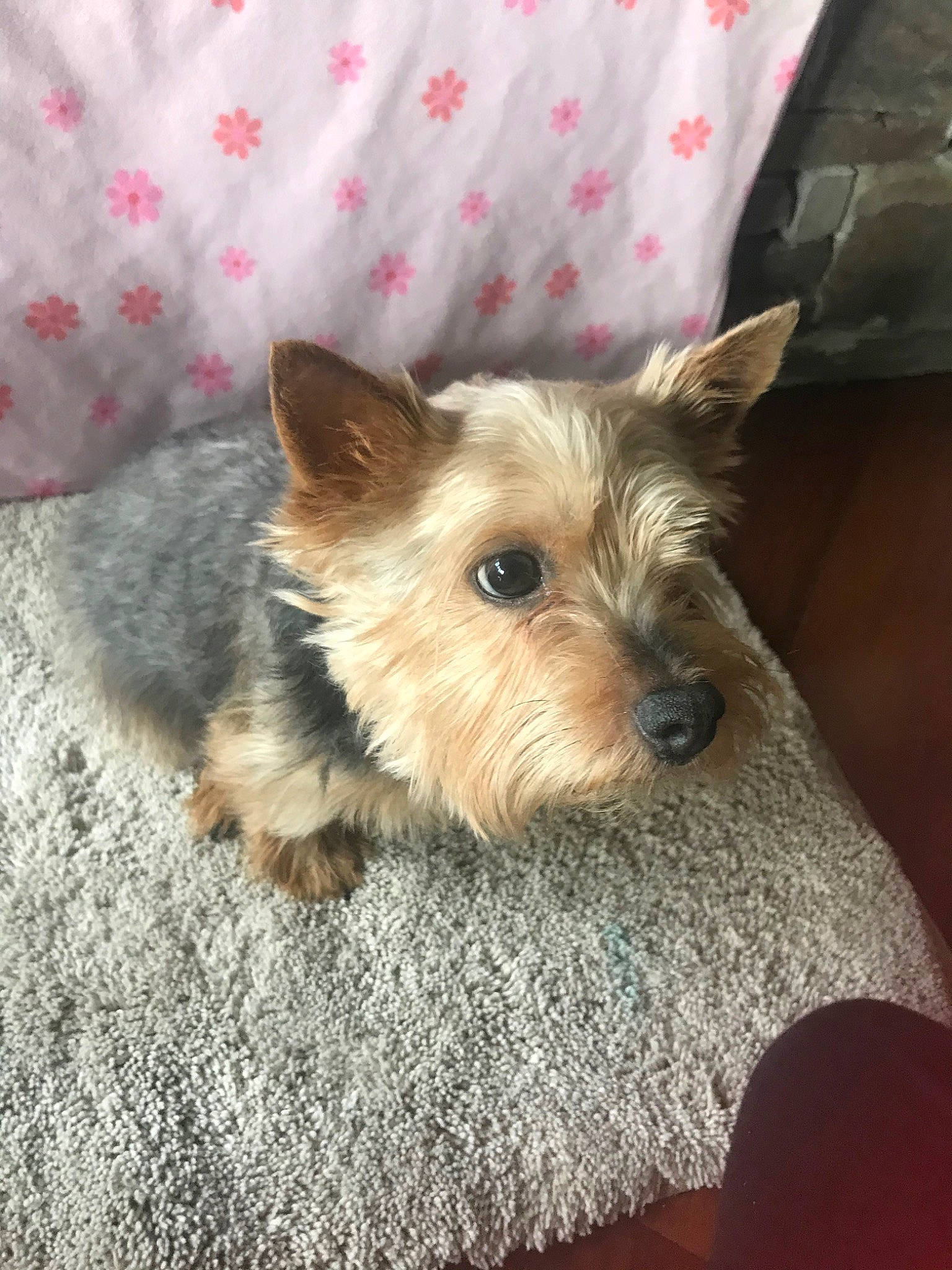 Pip is registered to the contest to win money with this photo: australian_silky_terrier, australian_terrier, berger_picard, biewer_terrier, cairn_terrier, canidae, carnivore, companion_dog, dog, dog_breed, glen_of_imaal_terrier, mammal, norwich_terrier, puppy, rare_breed_dog, small_terrier, terrier, toy_dog, vertebrate, yorkshire_terrier