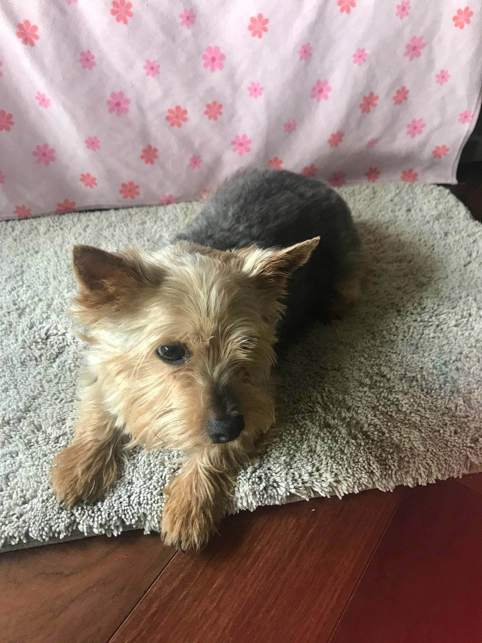 Pip is registered to the contest to win money with this photo: australian_silky_terrier, australian_terrier, biewer_terrier, cairn_terrier, canidae, carnivore, companion_dog, dog, dog_breed, fawn, glen_of_imaal_terrier, mammal, norwich_terrier, puppy, rare_breed_dog, small_terrier, snout, terrier, vertebrate, yorkshire_terrier