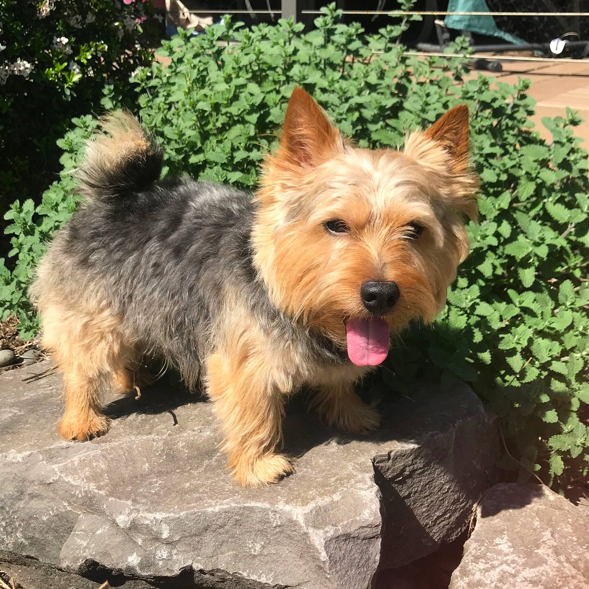 Dillon is registered to the contest to win money with this photo: australian_silky_terrier, australian_terrier, biewer_terrier, cairn_terrier, canidae, carnivore, companion_dog, dog, dog_breed, glen_of_imaal_terrier, mammal, norfolk_terrier, norwich_terrier, rare_breed_dog, small_terrier, terrier, vertebrate, yorkshire_terrier